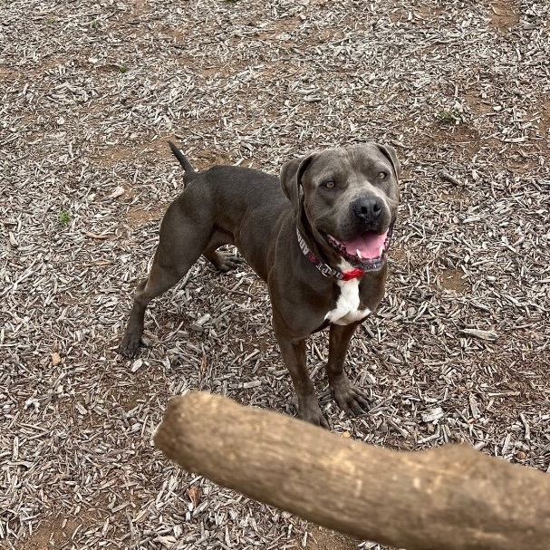 Sammy, a Adoptable American Staffordshire Terrier in Superior, MT image 1/8