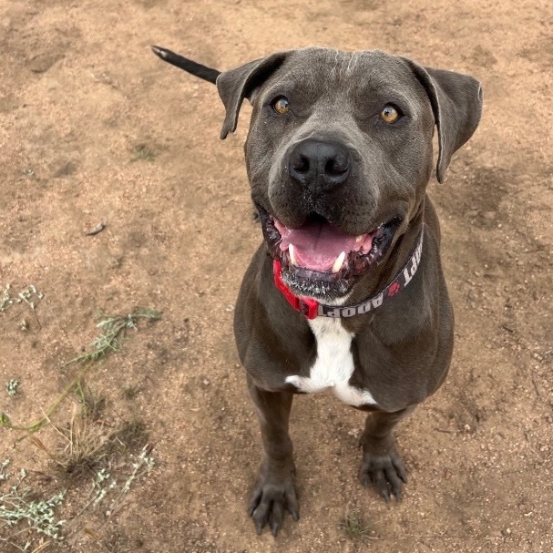 Sammy, a Adoptable American Staffordshire Terrier in Superior, MT image 2/8