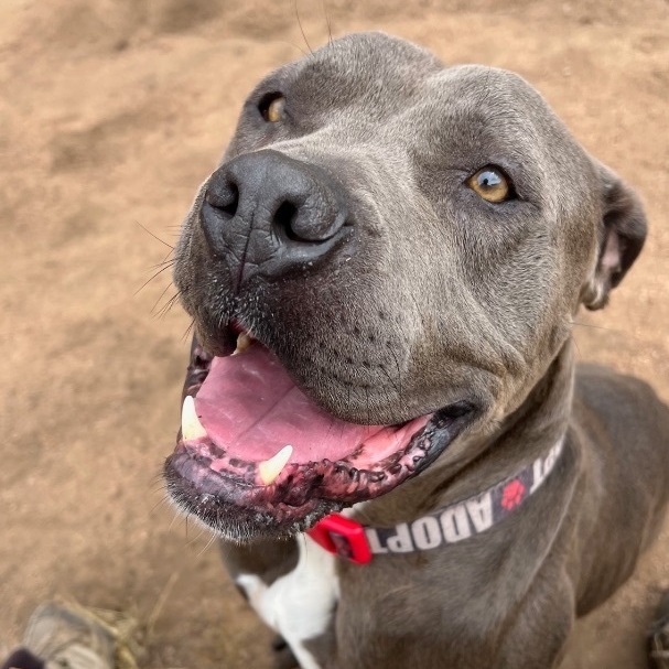 Sammy, a Adoptable American Staffordshire Terrier in Superior, MT image 3/8