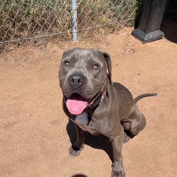 Sammy, a Adoptable American Staffordshire Terrier in Superior, MT image 4/8