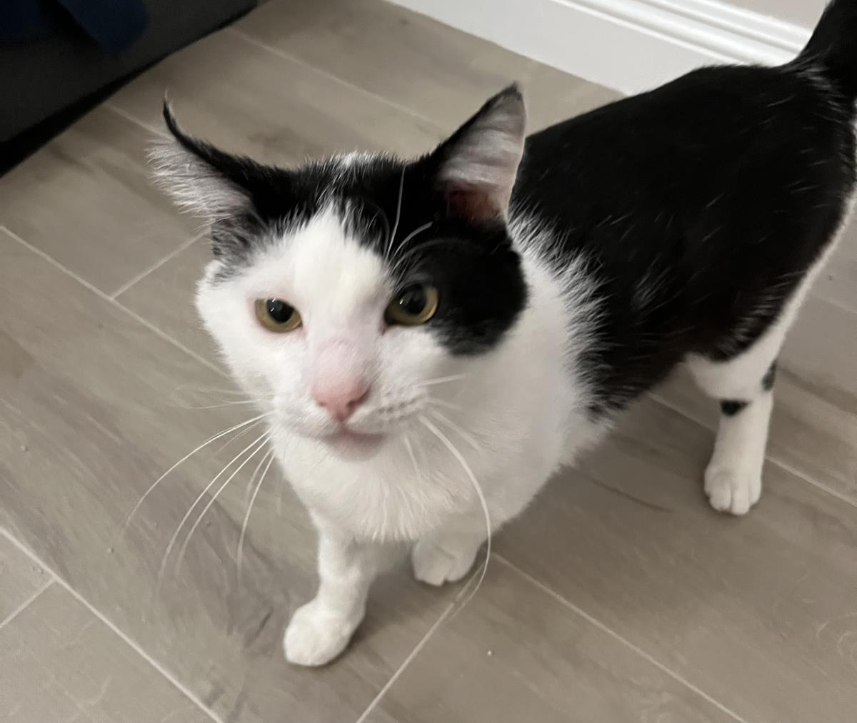Enlarge Twinkie, a Adoptable Domestic Short Hair in La Jolla, CA image 1/1
