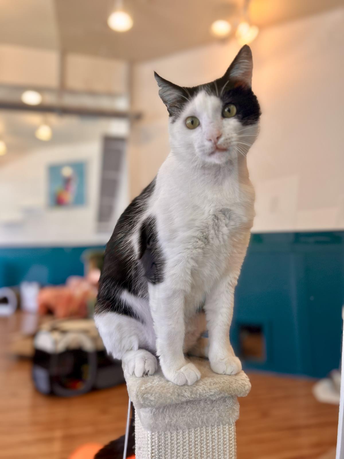 Twinkie, a Adoptable Domestic Short Hair in La Jolla, CA image 3/3