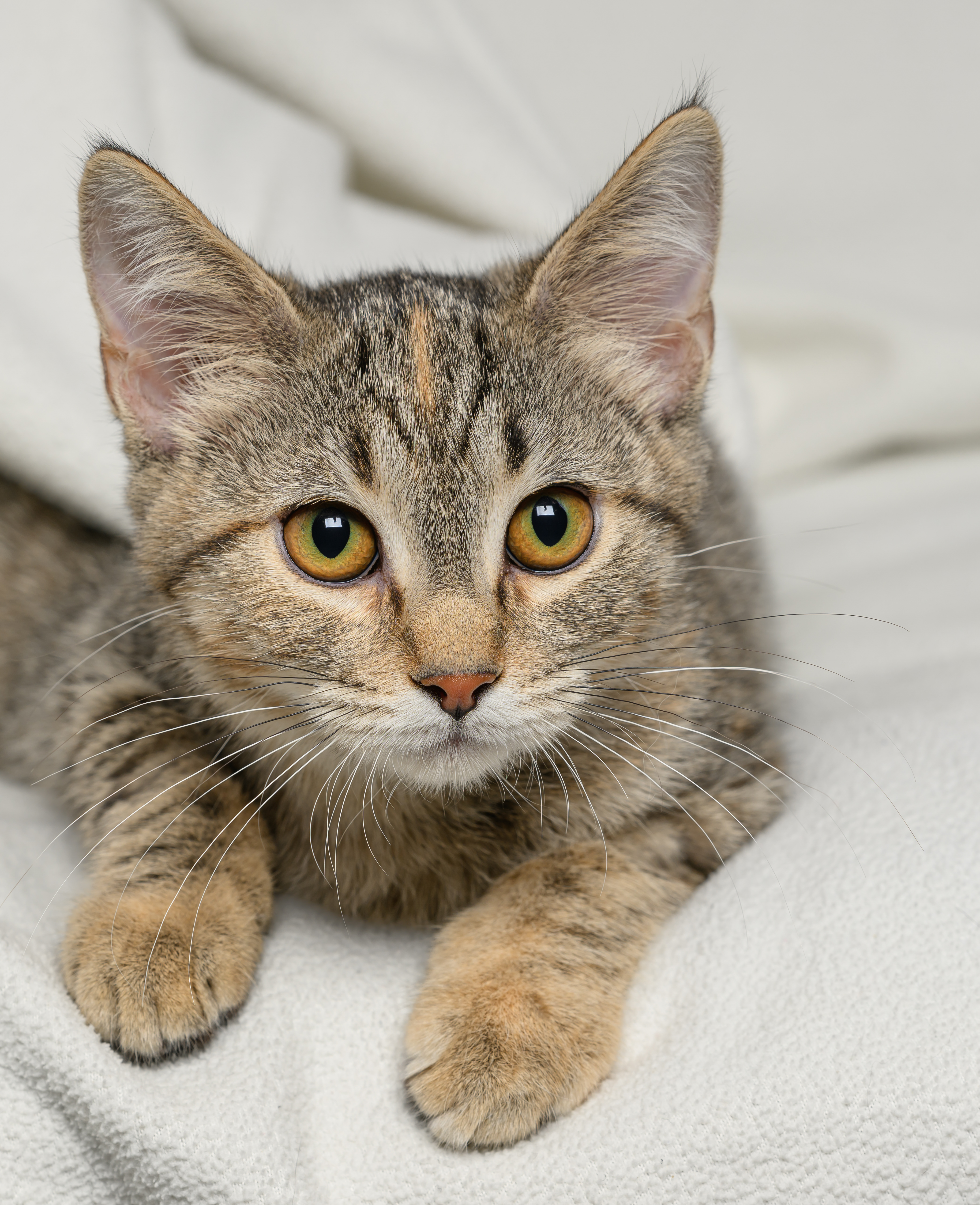 Wrenly, an adopted Domestic Short Hair Mix in Tinley Park, IL_image-1