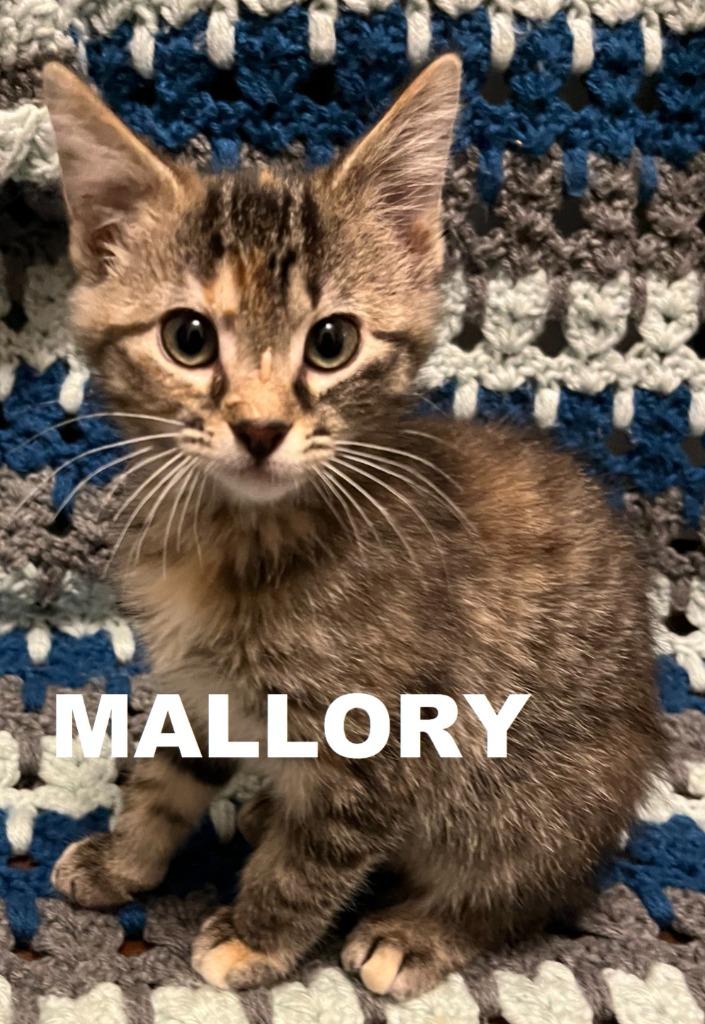 Mallory, Adopted, Kitten Female Domestic Short Hair.
