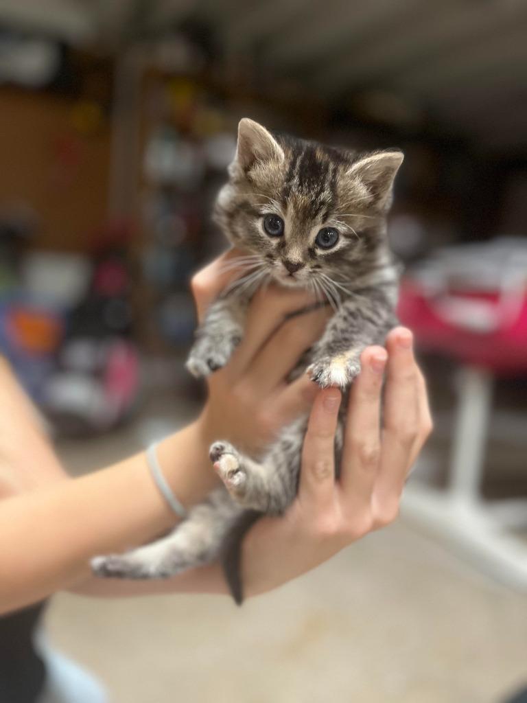 Enlarge Mallory, a Adopted mixed breed in Owatonna, MN image 2/4