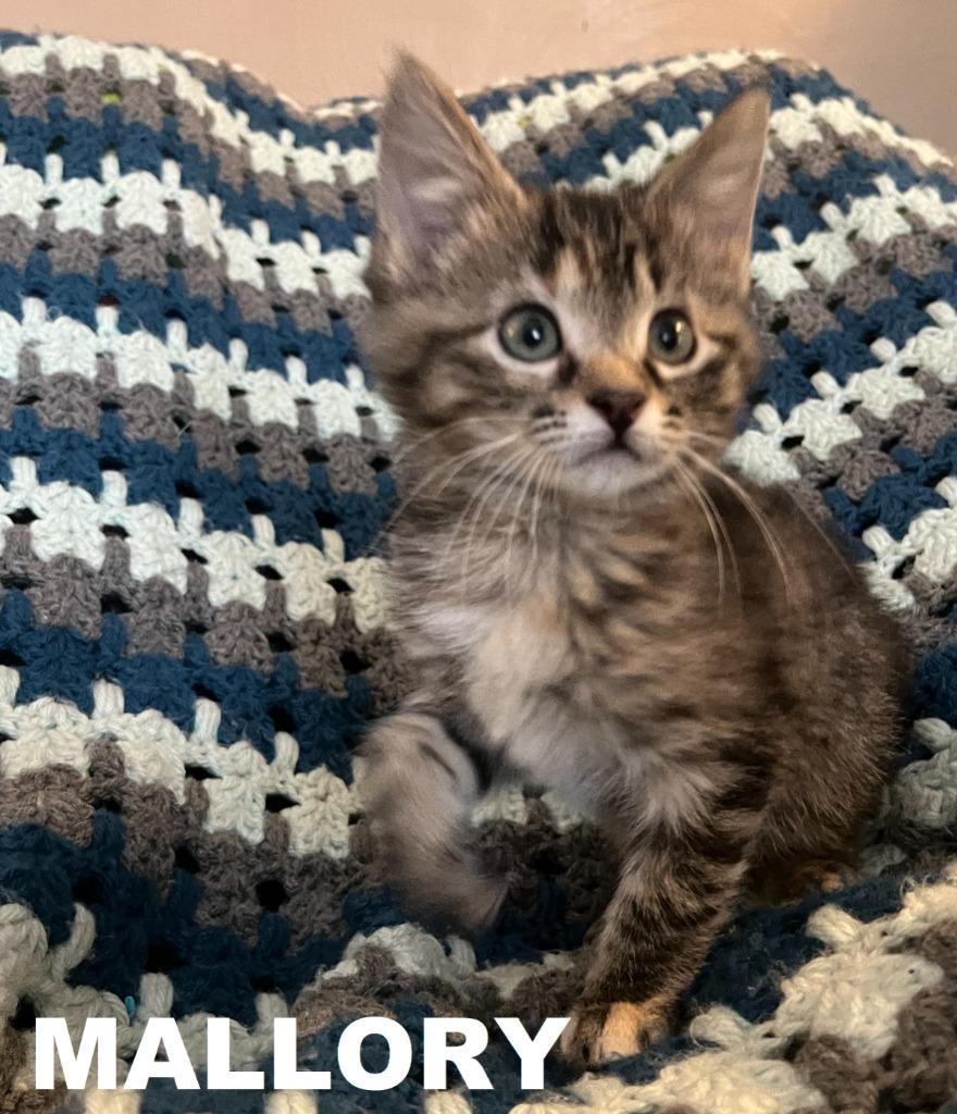 Enlarge Mallory, a Adopted mixed breed in Owatonna, MN image 3/4