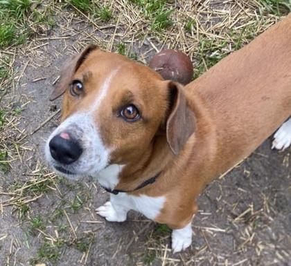 Shadow Man, Adoptable, Young Male Rat Terrier & Mixed Breed.