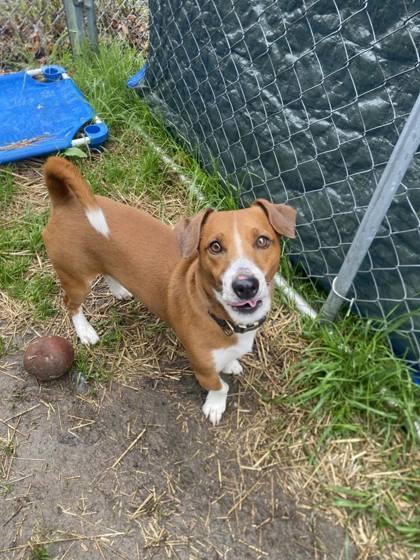 Enlarge Shadow Man, a Adoptable mixed breed in Hobart, IN image 2/3