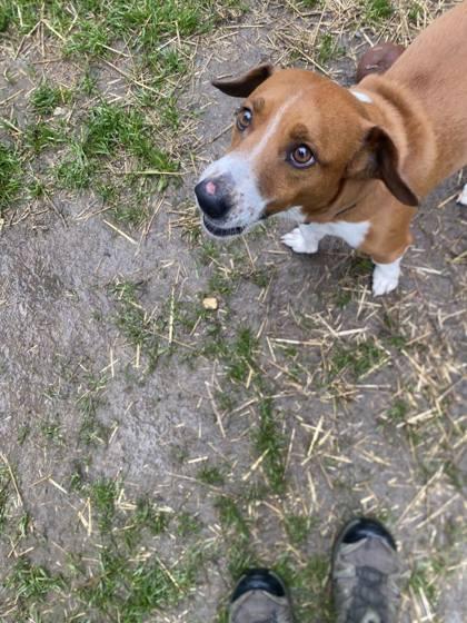 Enlarge Shadow Man, a Adoptable mixed breed in Hobart, IN image 3/3