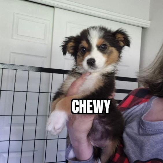 Chewy, adopted, Puppy Male Australian Shepherd.