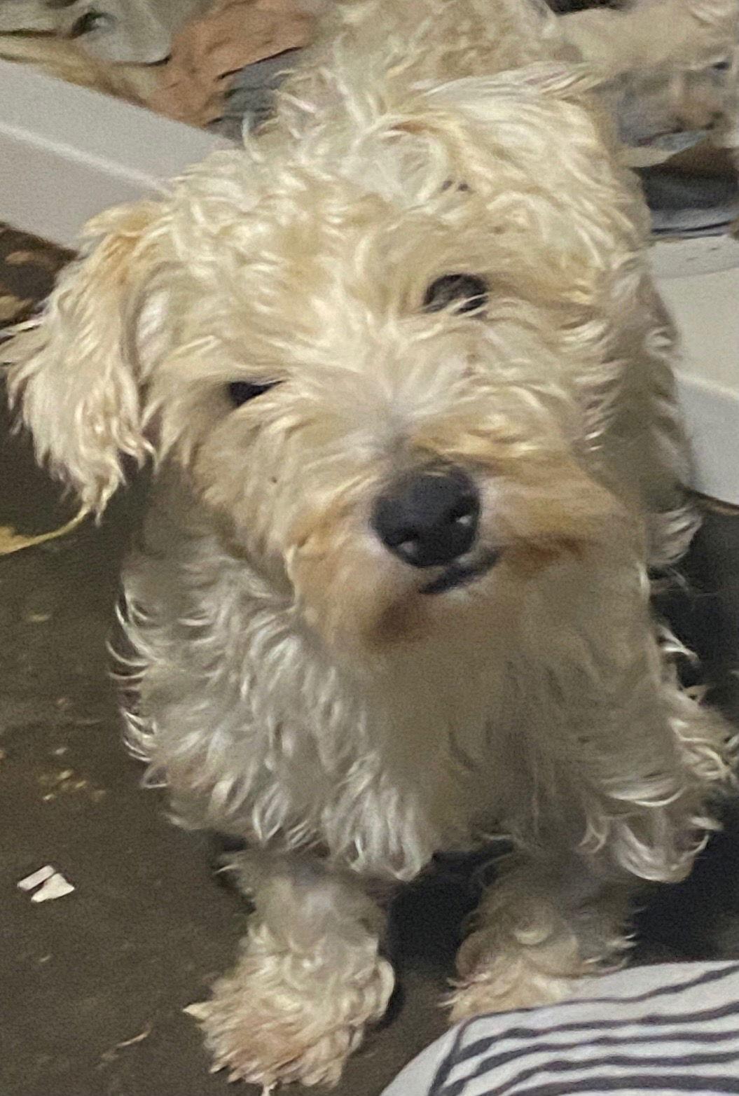 Pearl, Adopted, Adult Female West Highland White Terrier / Westie.