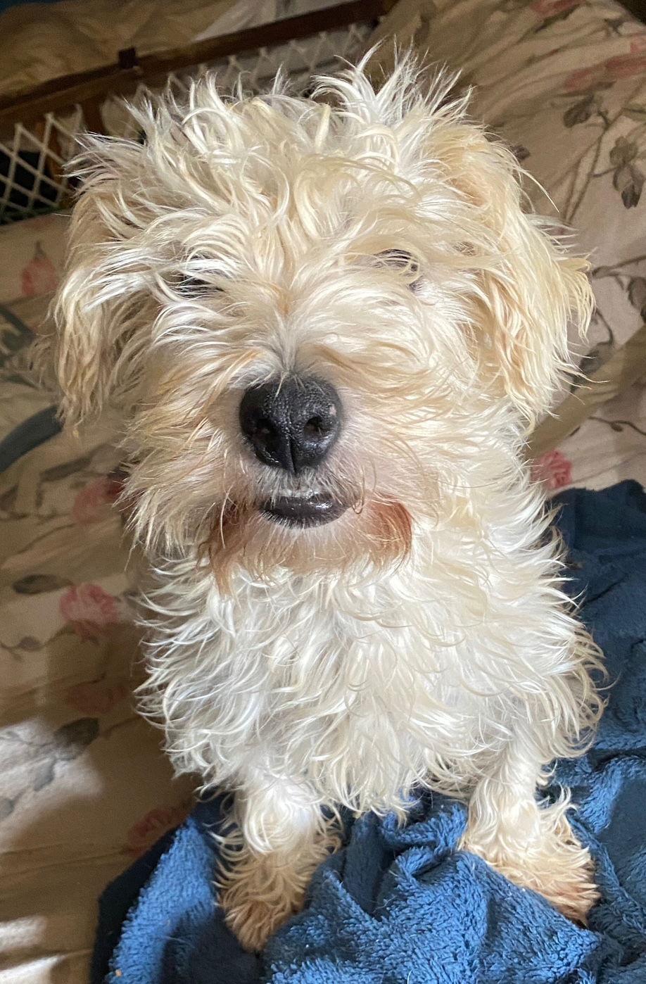 Enlarge Pearl, a Adopted West Highland White Terrier / Westie in Rye, NH image 2/3