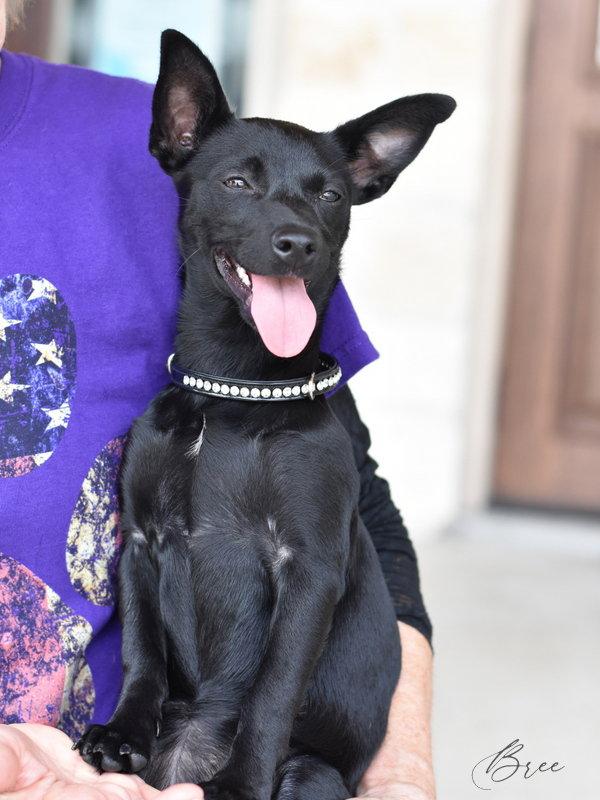 Bree, a Adoptable mixed breed in Montgomery, TX image 1/3