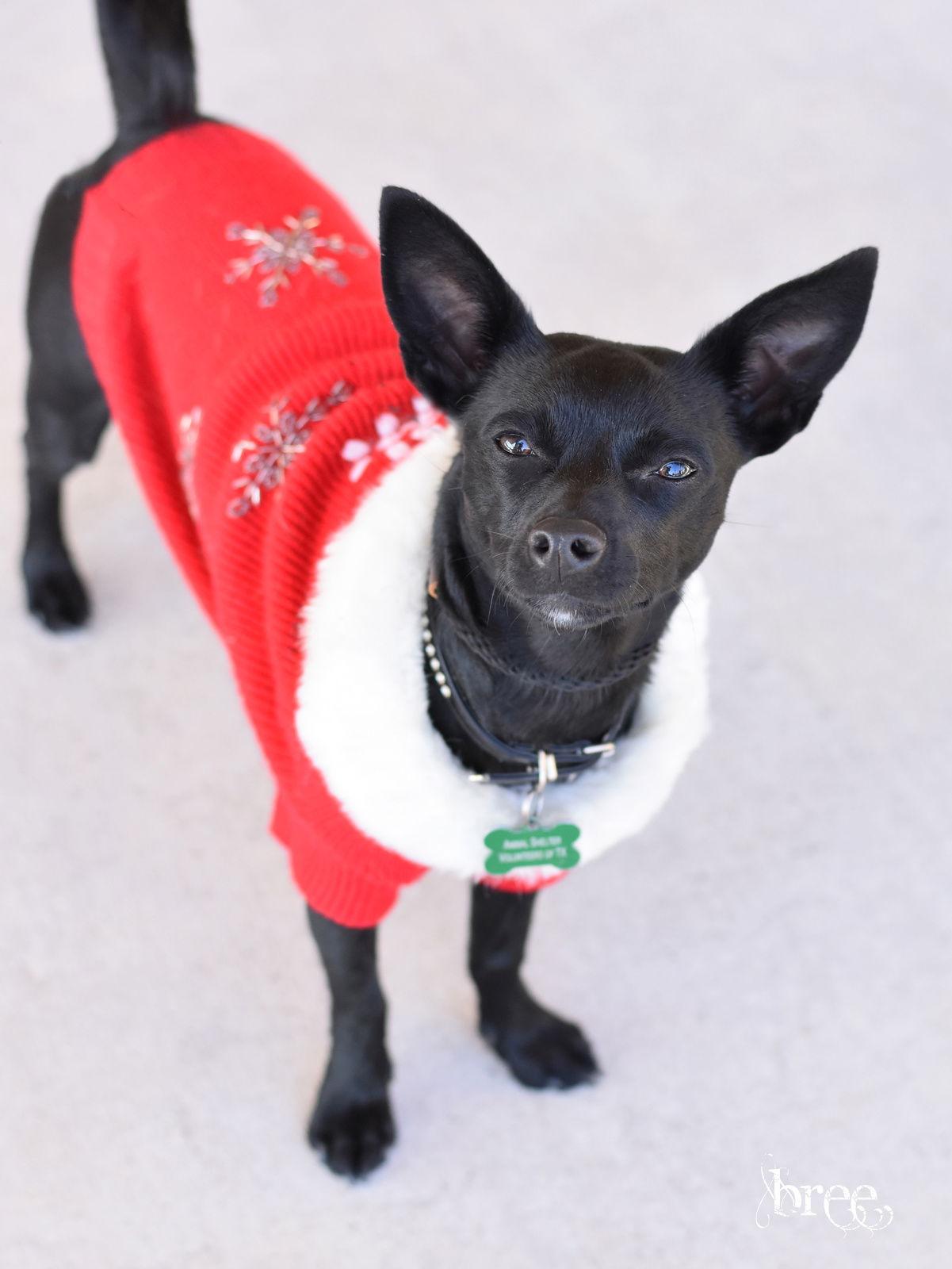 Bree, Adoptable, Puppy Female Chihuahua & Rat Terrier.