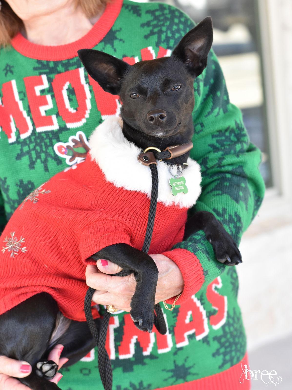 Bree, a Adoptable mixed breed in Montgomery, TX image 2/3