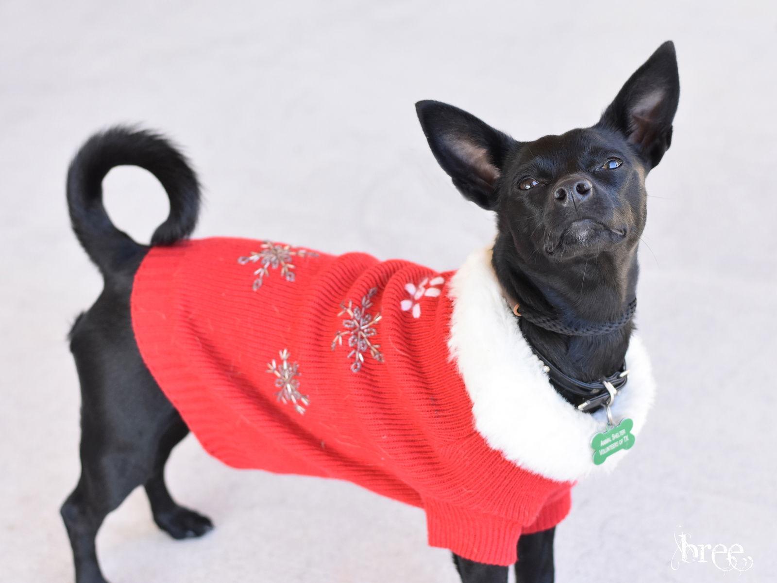 Bree, a Adoptable mixed breed in Montgomery, TX image 3/3