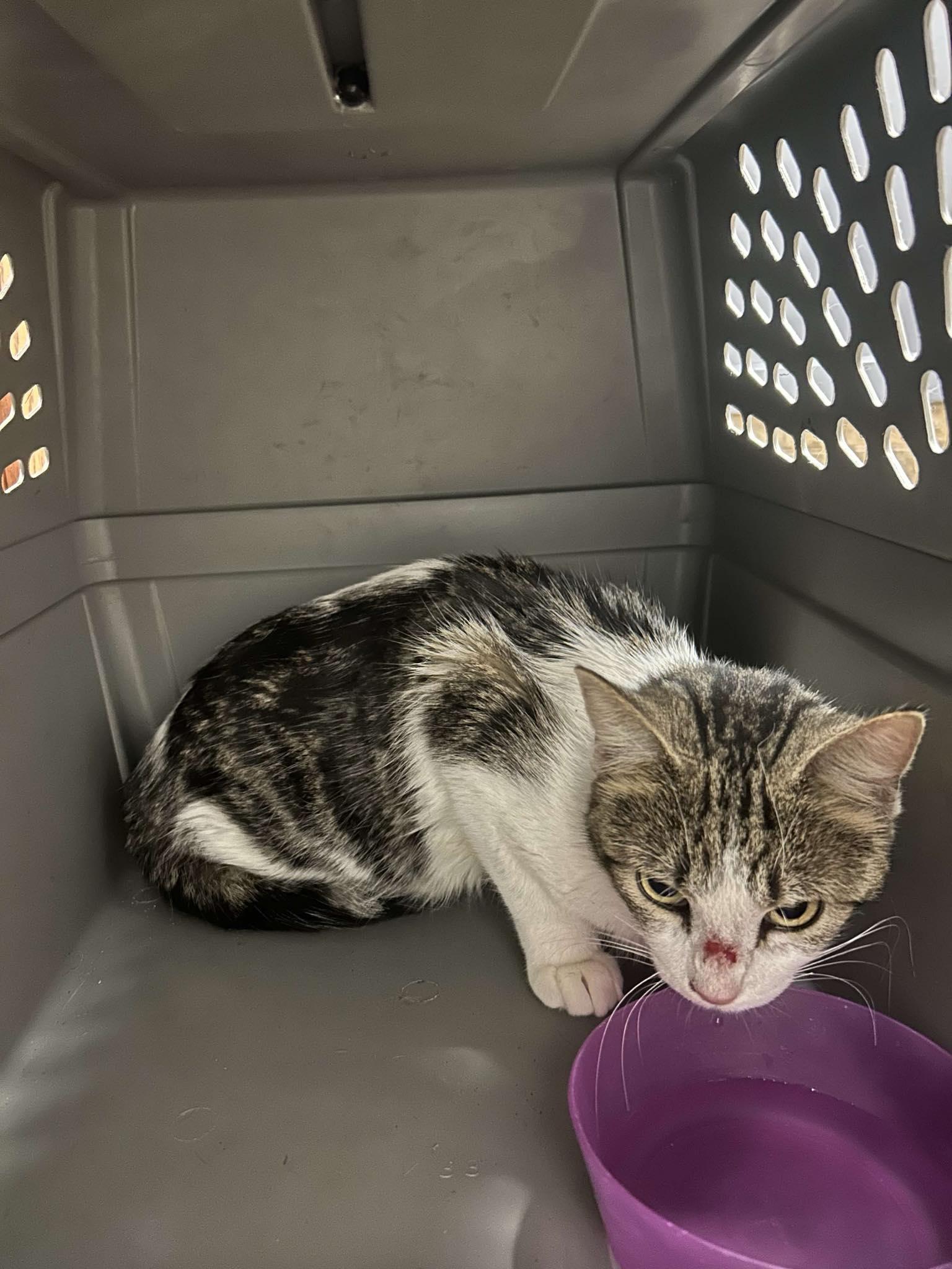 Lil mama, a ADOPTABLE mixed breed in Clarion, IA image 1/2