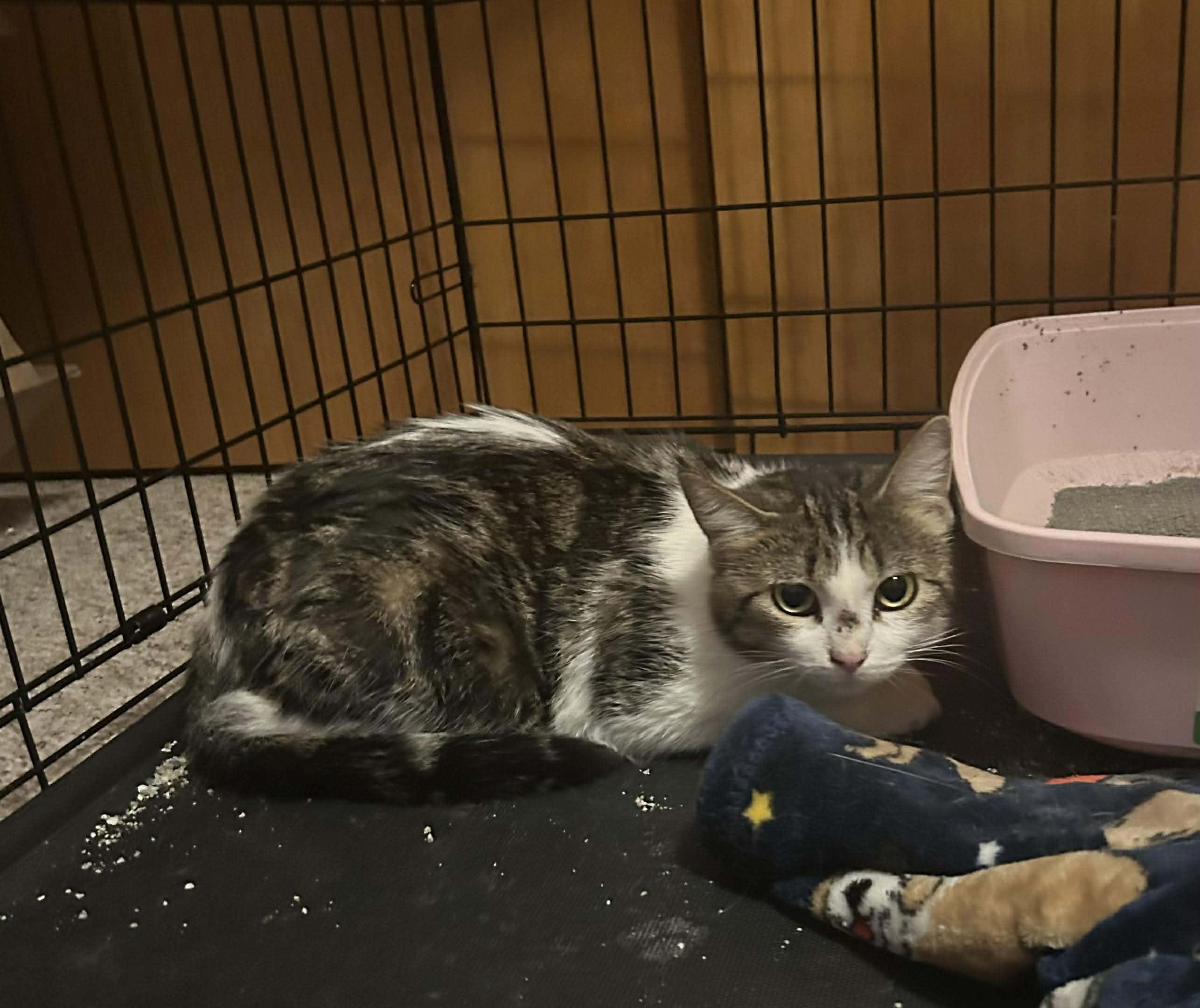 Lil mama, adopted, Young Female American Shorthair.
