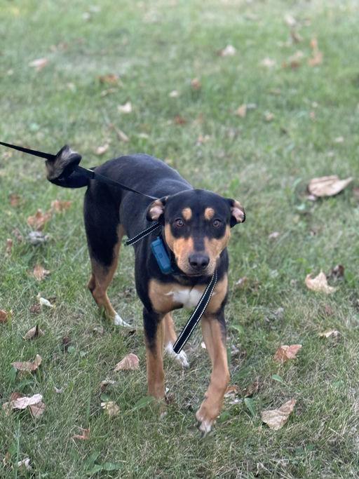Marlo, Adoptable, Adult Male Miniature Pinscher.