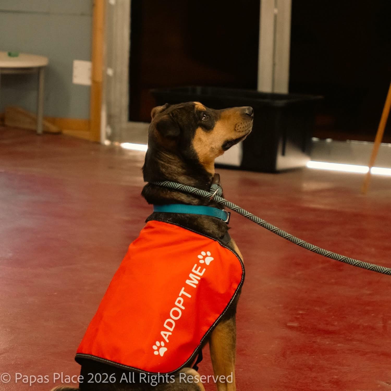 Enlarge Marlo, a Adoptable mixed breed in Mexico, MO image 2/6