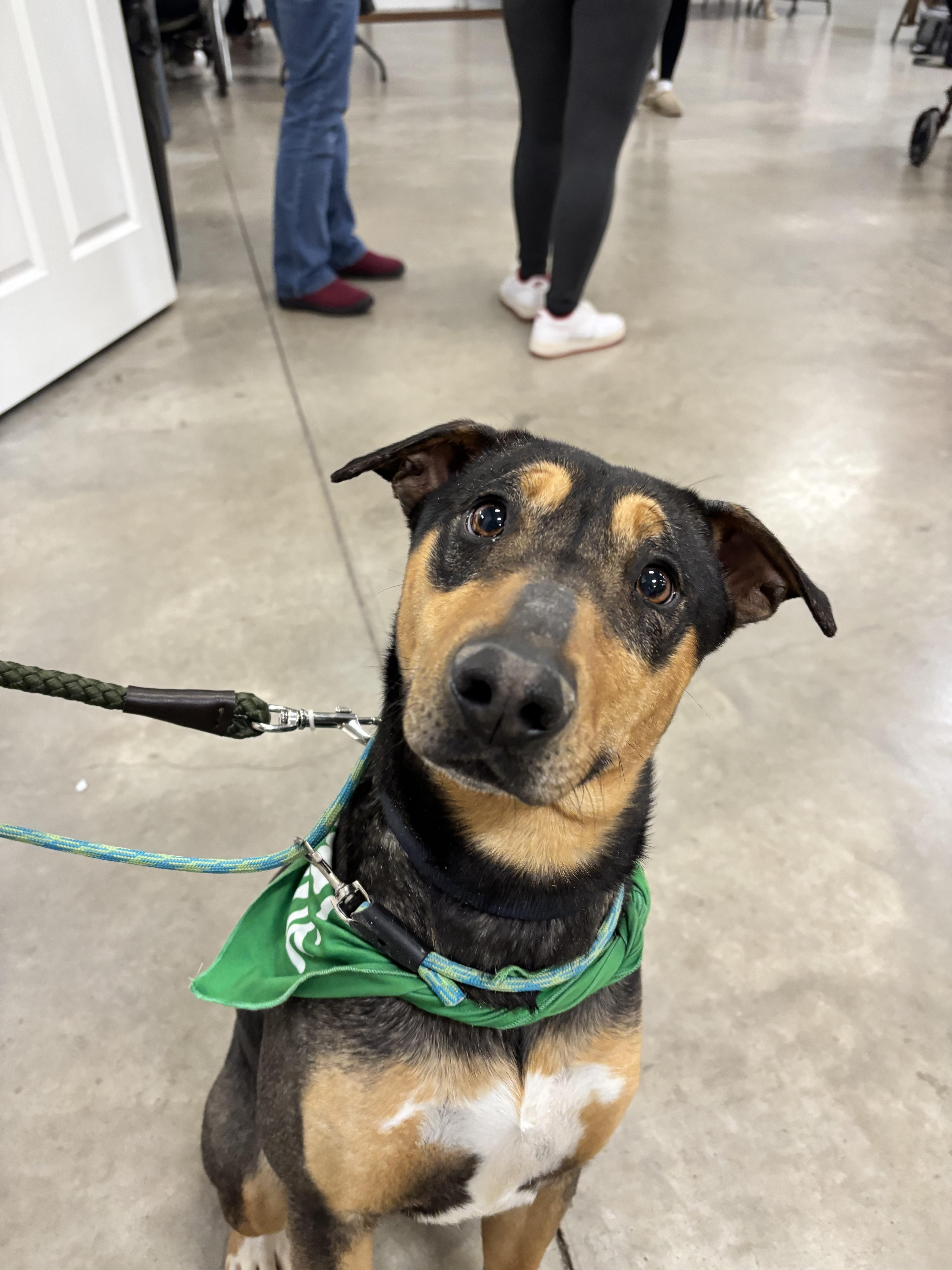 Enlarge Marlo, a Adoptable mixed breed in Mexico, MO image 3/6