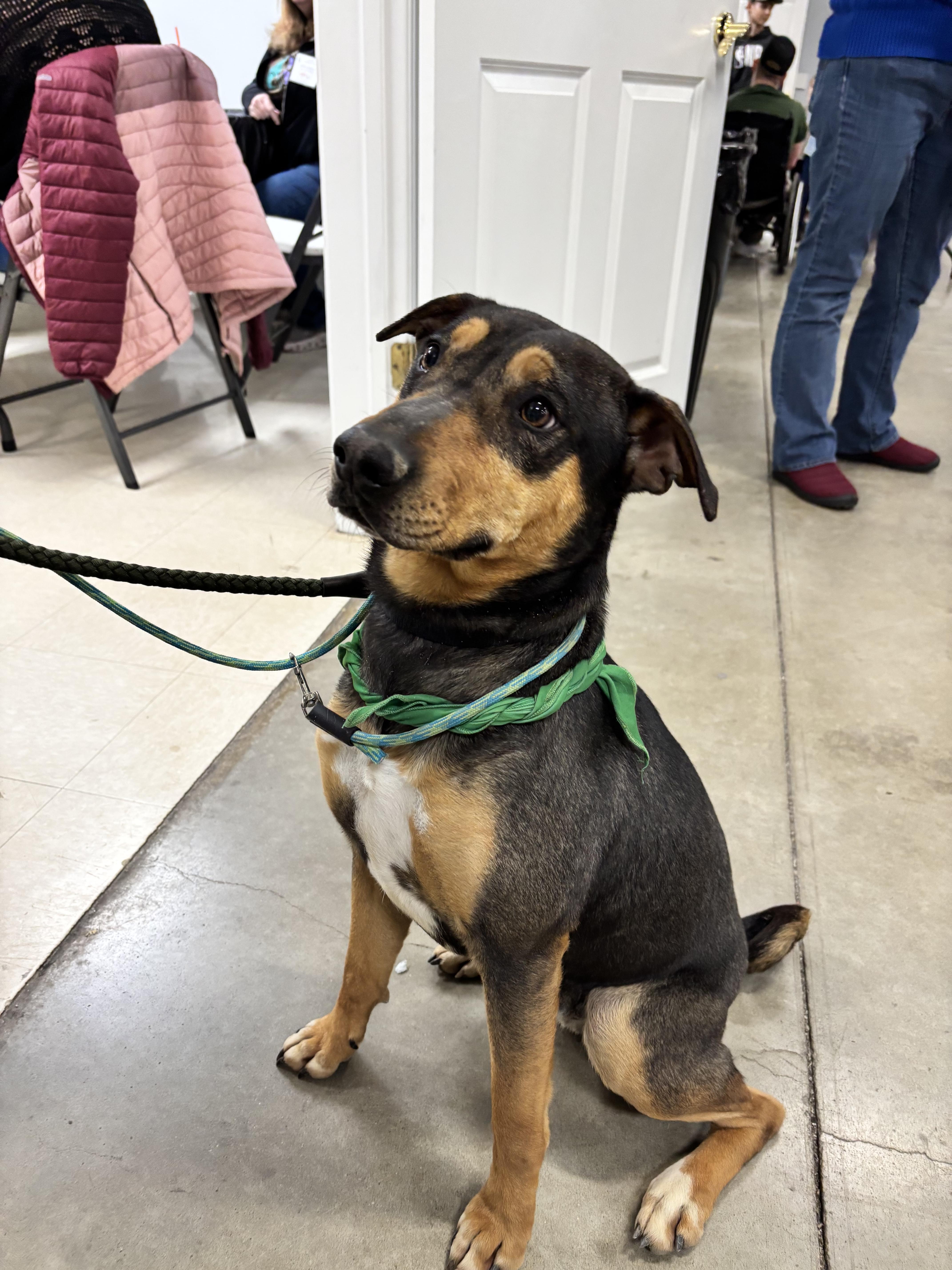 Enlarge Marlo, a Adoptable mixed breed in Mexico, MO image 4/6