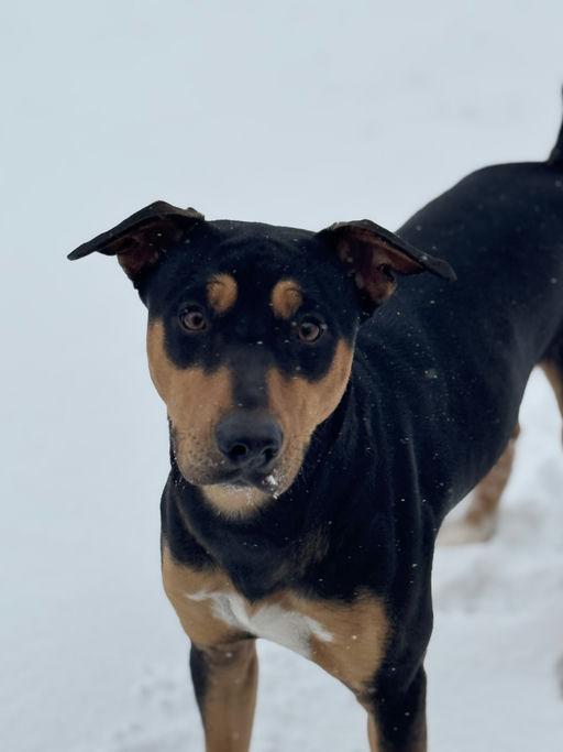 Enlarge Marlo, a Adoptable mixed breed in Mexico, MO image 5/6