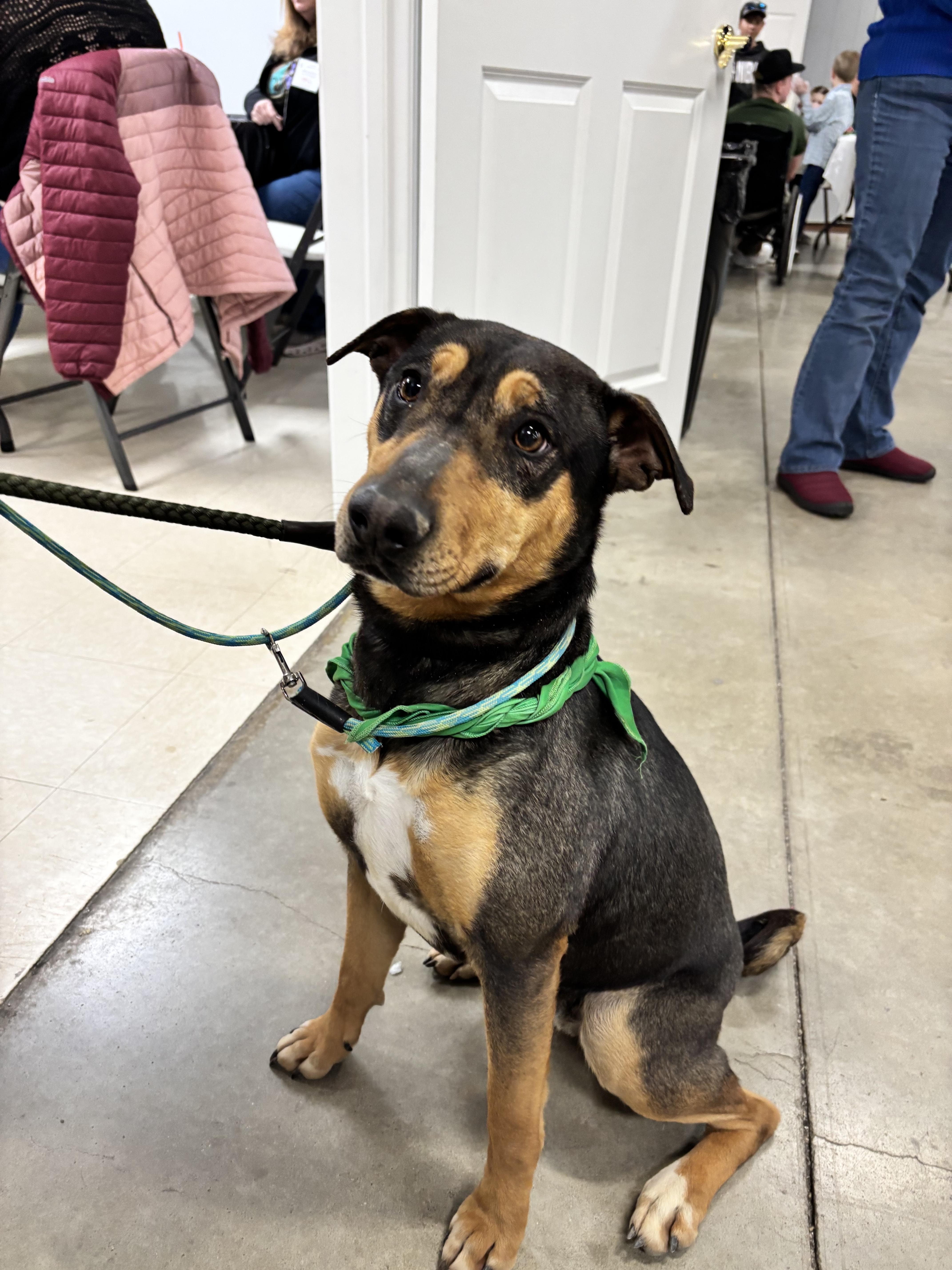 Enlarge Marlo, a Adoptable mixed breed in Mexico, MO image 6/6