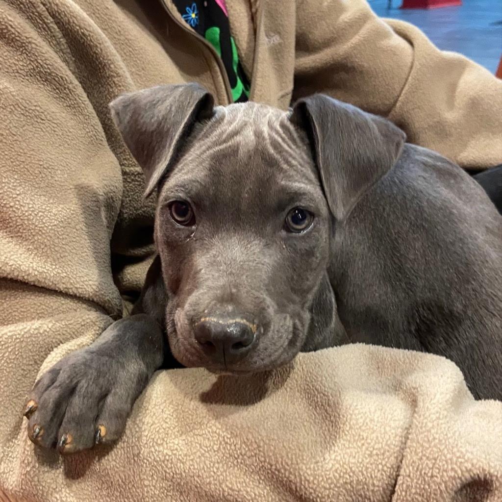 Enlarge Luca, a Adoptable mixed breed in Nottingham, MD image 2/5