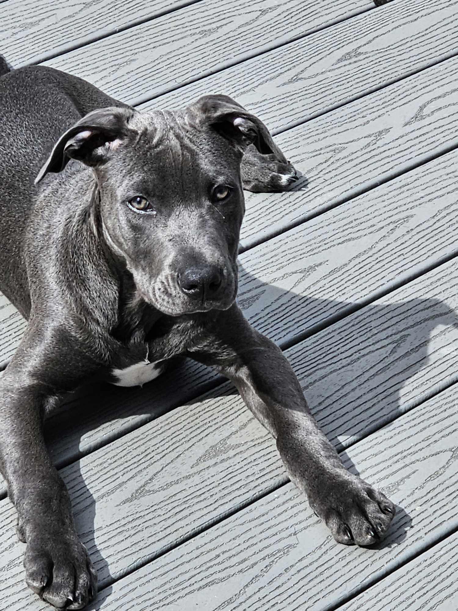 Luca, Adoptable, Puppy Male Pit Bull Terrier.
