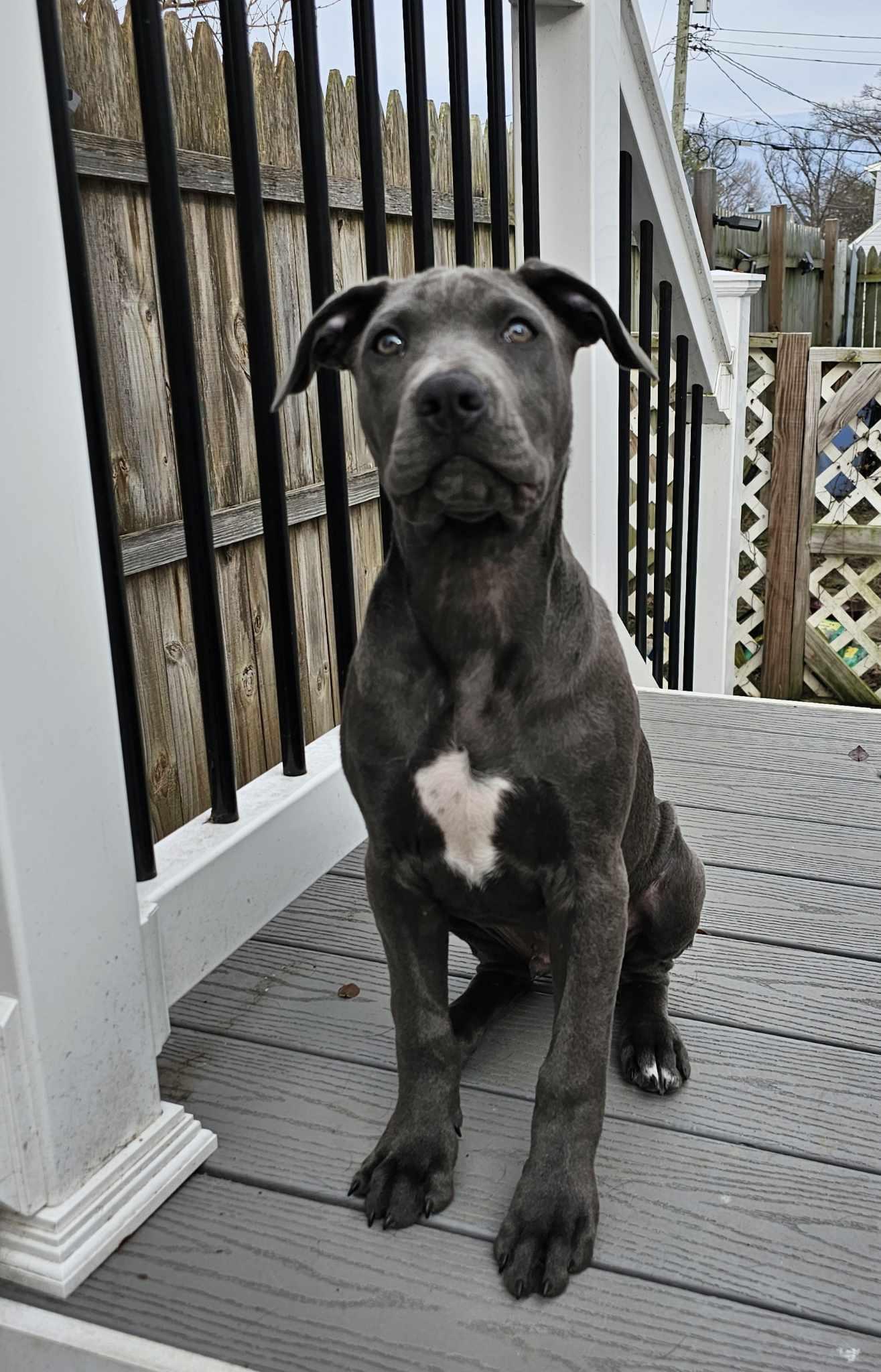 Enlarge Luca, a Adoptable mixed breed in Nottingham, MD image 4/5