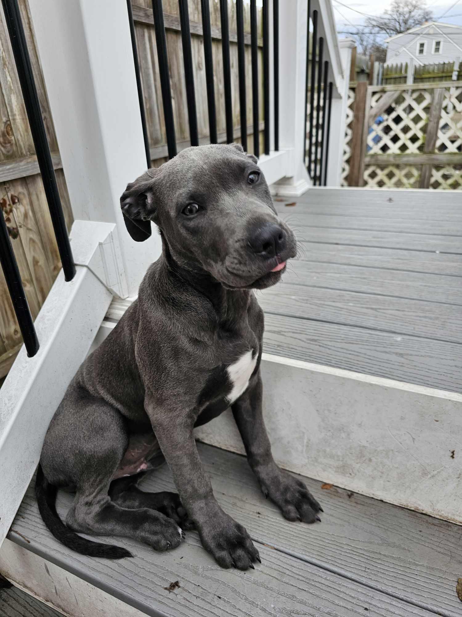Enlarge Luca, a Adoptable mixed breed in Nottingham, MD image 5/5