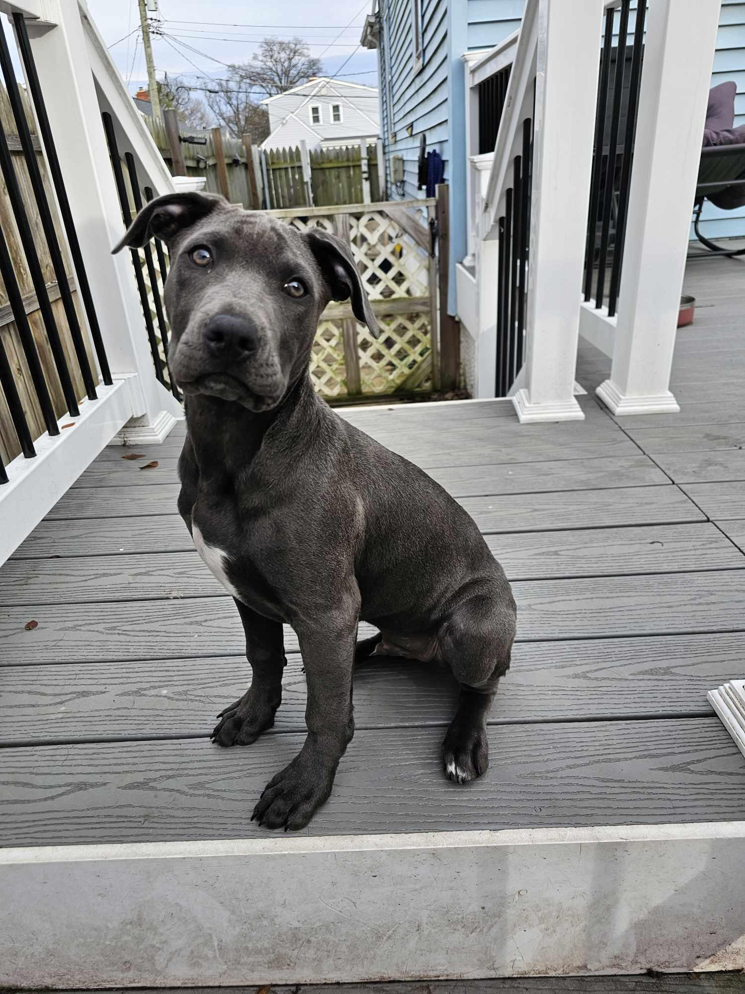 Enlarge Luca, a Adoptable mixed breed in Nottingham, MD image 3/5