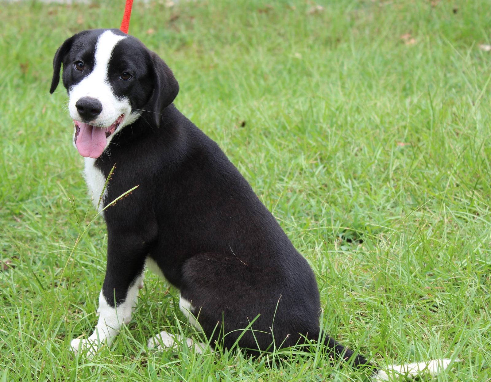Enlarge Bosco 44058, a Adoptable mixed breed in Prattville, AL image 1/3