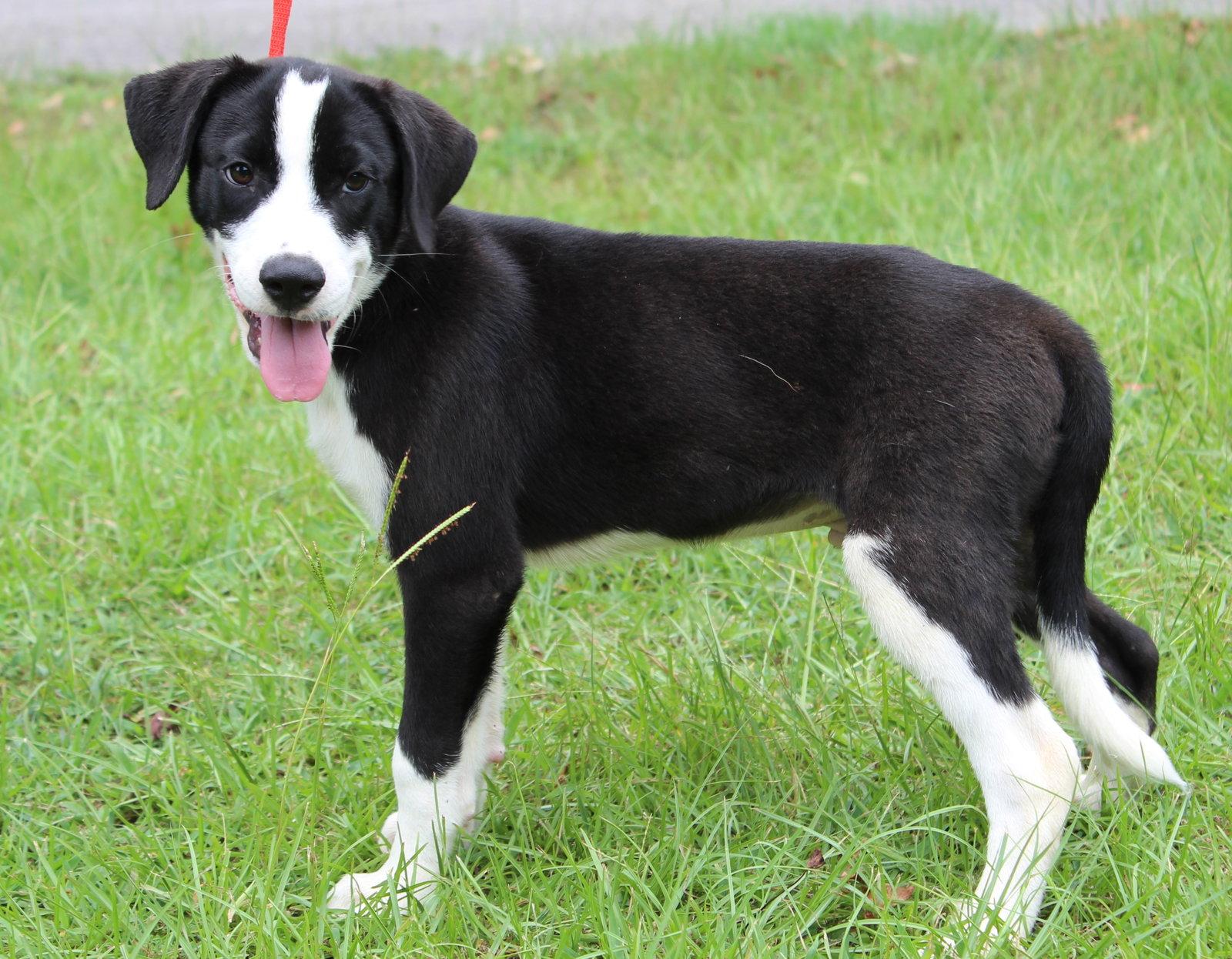 Enlarge Bosco 44058, a Adoptable mixed breed in Prattville, AL image 2/3