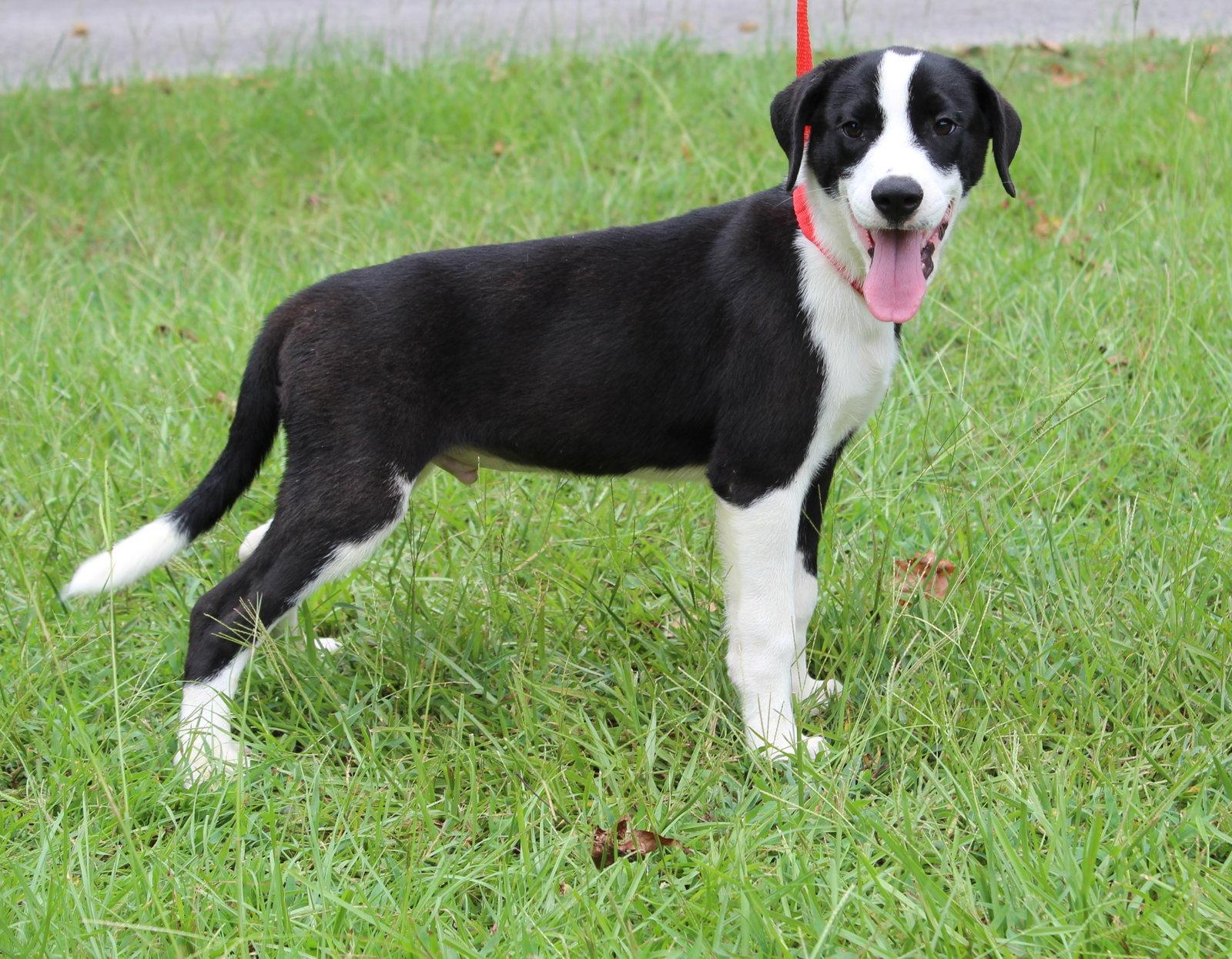 Enlarge Bosco 44058, a Adoptable mixed breed in Prattville, AL image 3/3