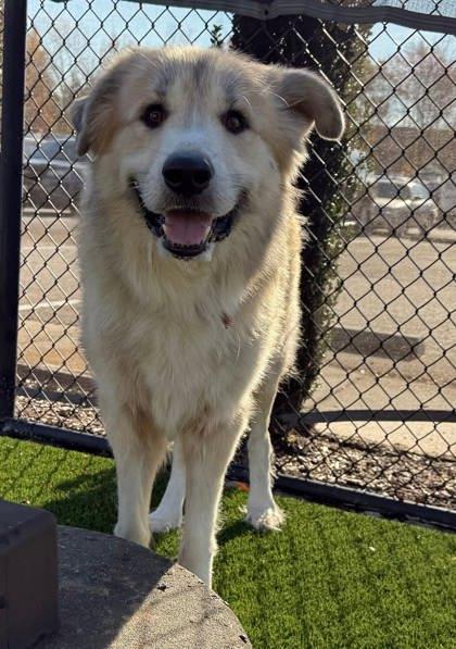 Enlarge Meeko, a Adoptable mixed breed in Chesapeake, VA image 1/2