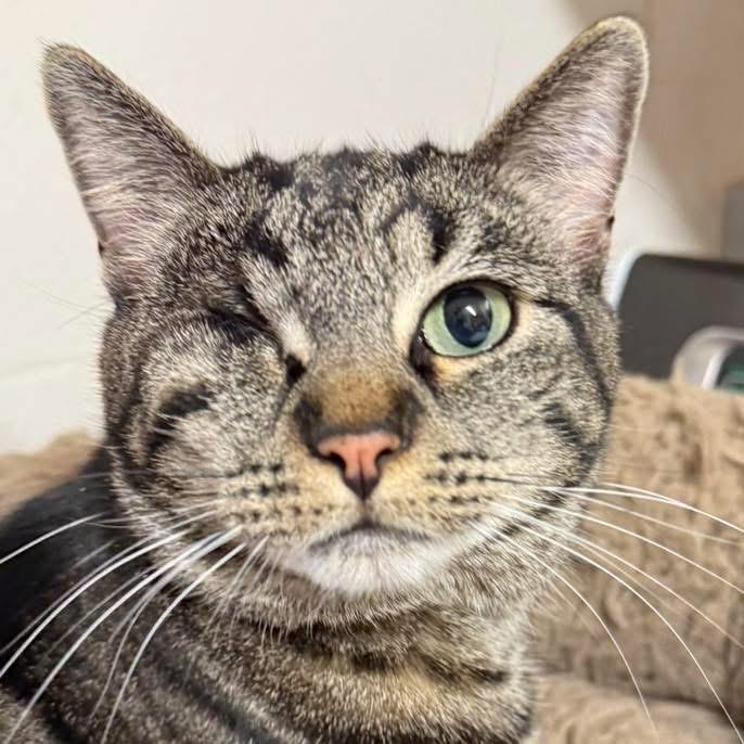 Baby Brownie, Adoptable, Adult Female Domestic Short Hair.