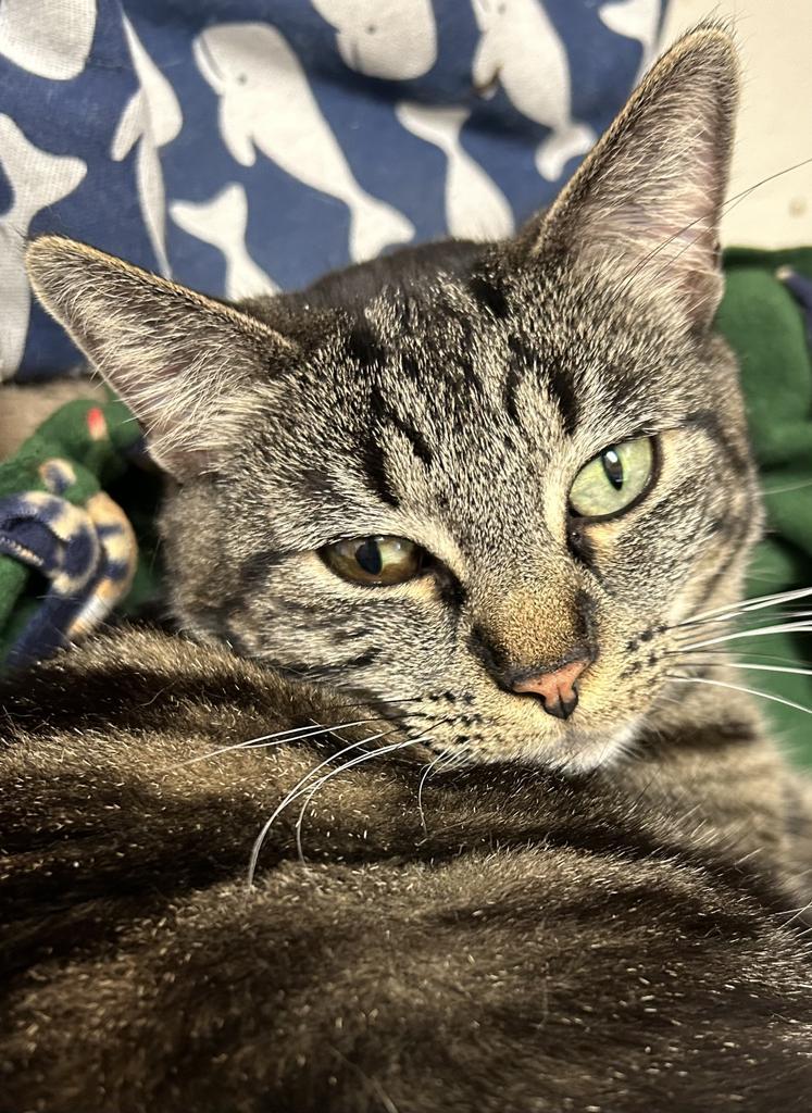 Baby Brownie, Adoptable, Adult Female Domestic Short Hair.