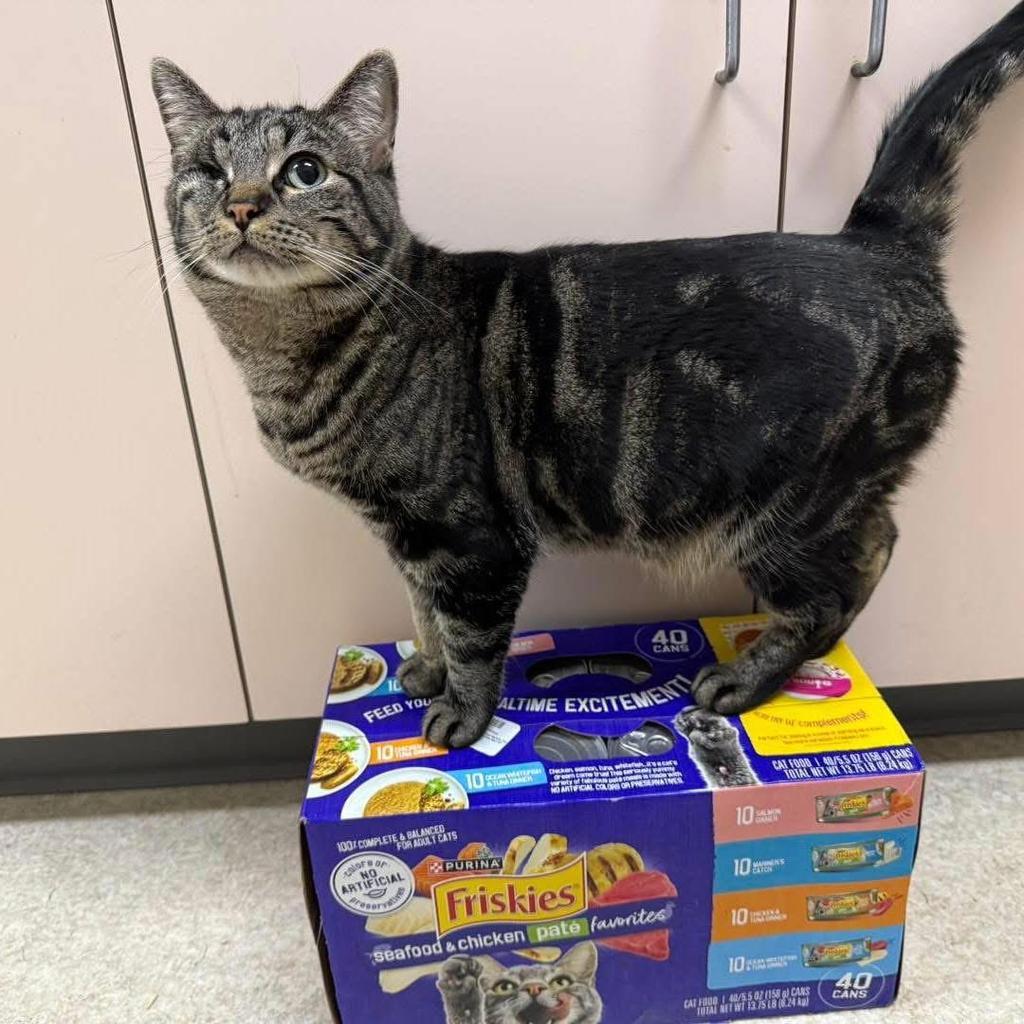 Enlarge Baby Brownie, a Adoptable mixed breed in Ontario, OR image 3/5