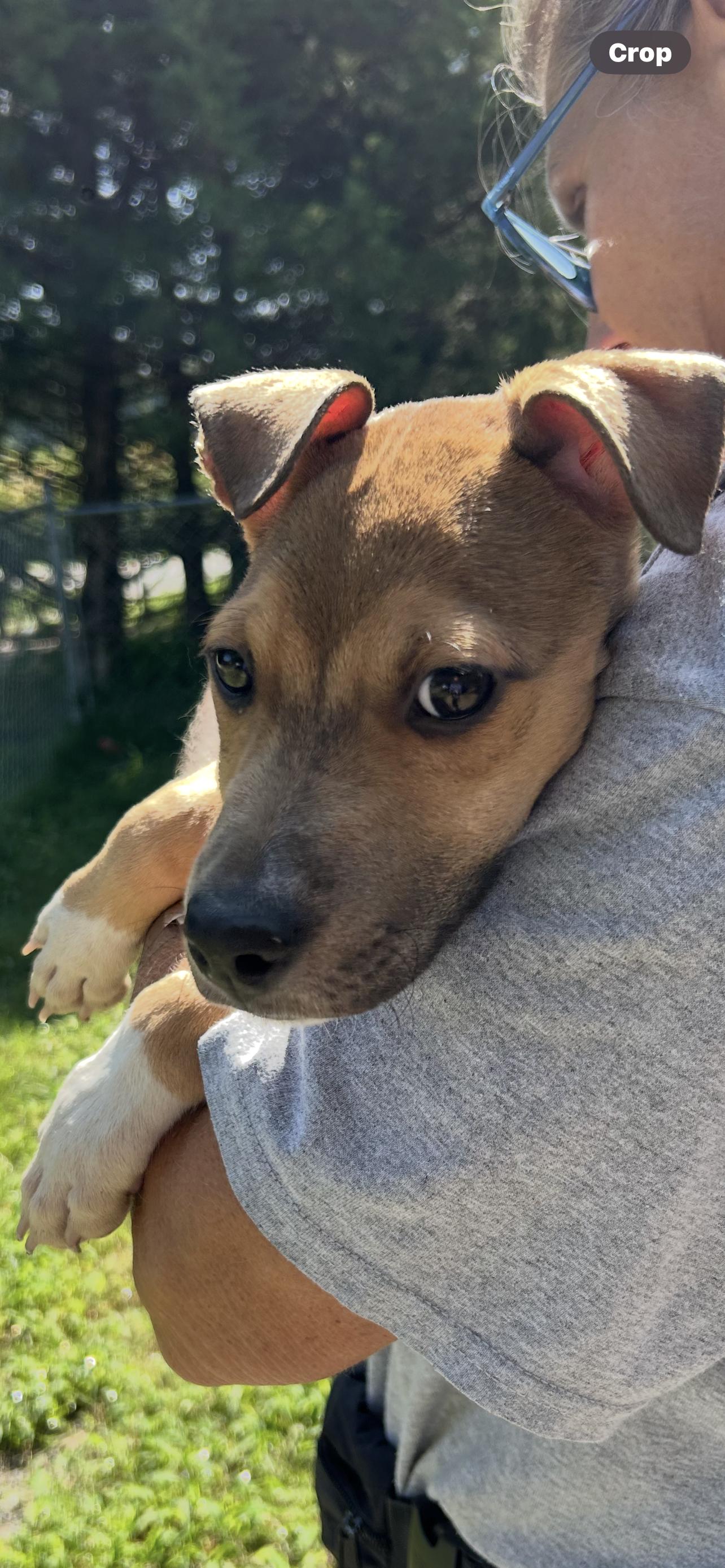 Enlarge Bandit (PO Boy), a Adopted mixed breed in Reidsville, NC image 1/3