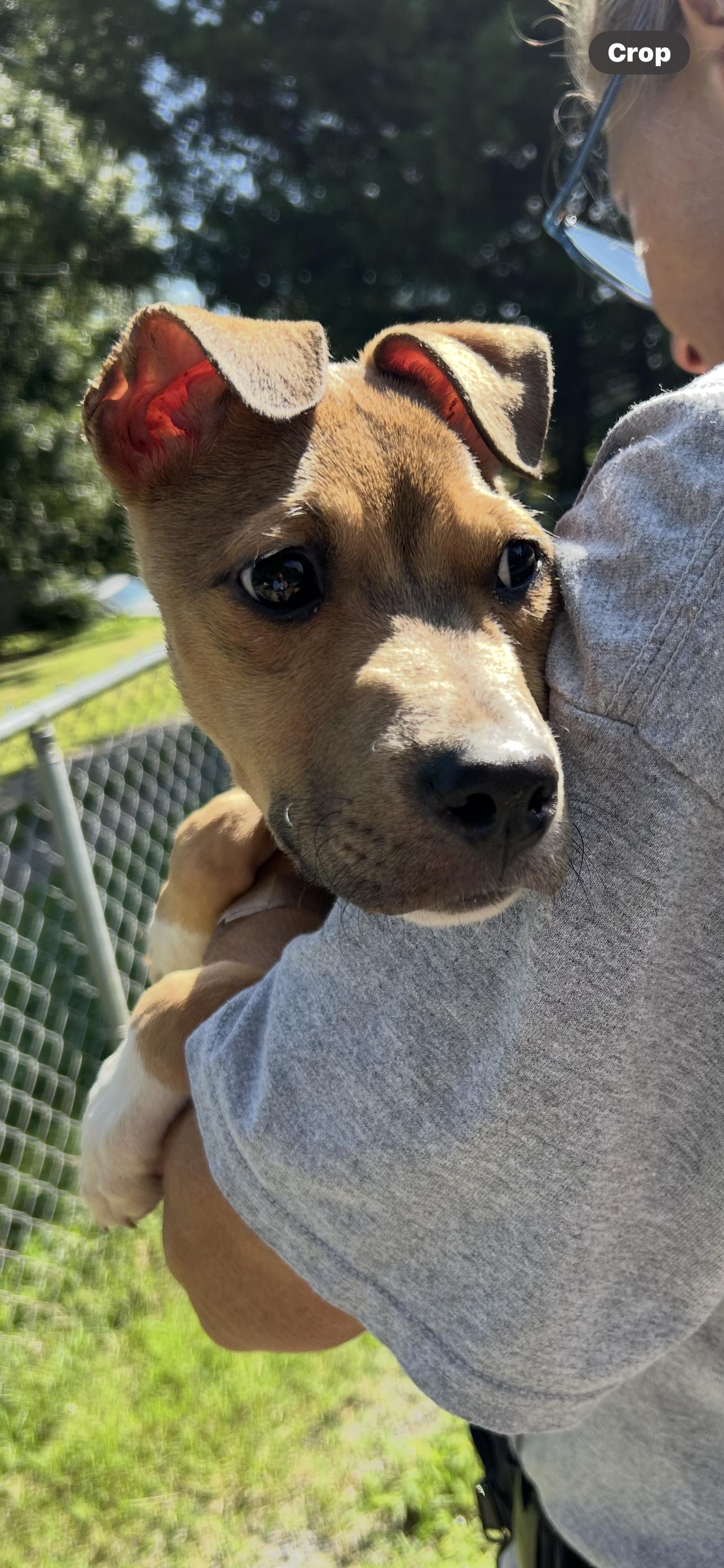Enlarge Bandit (PO Boy), a Adopted mixed breed in Reidsville, NC image 2/3