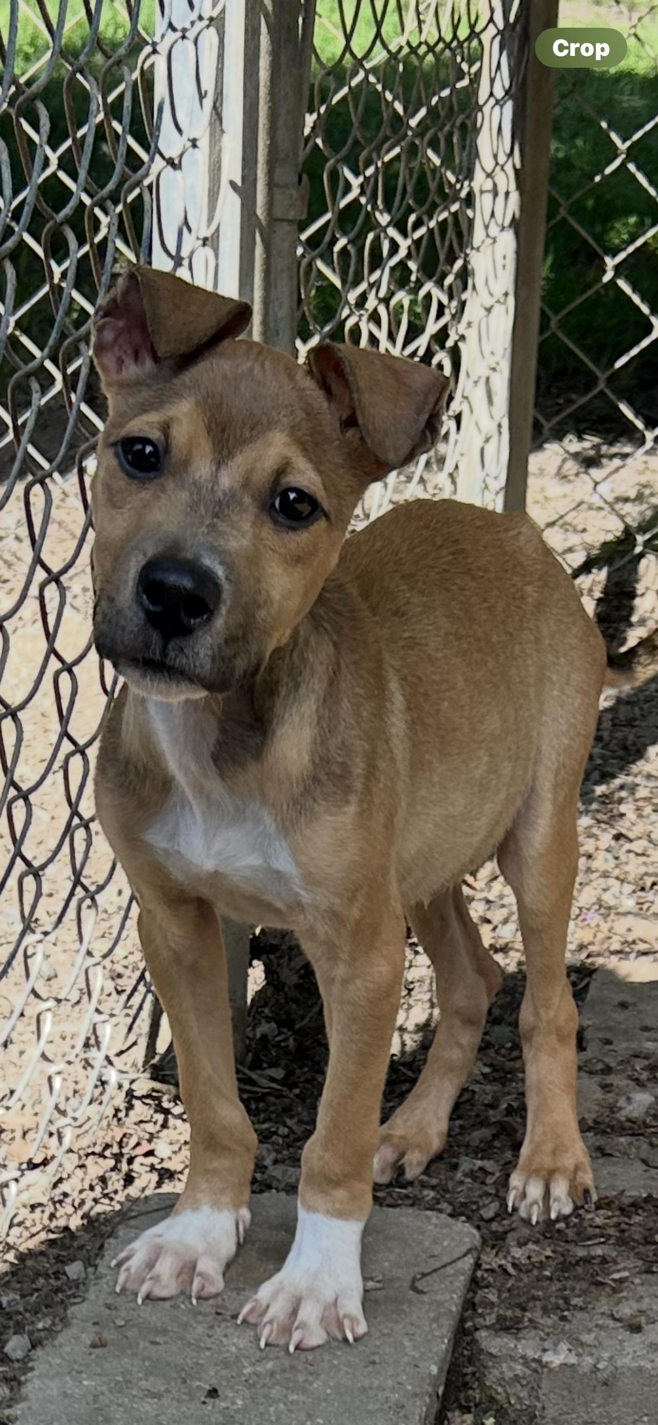 Enlarge Bandit (PO Boy), a Adopted mixed breed in Reidsville, NC image 3/3