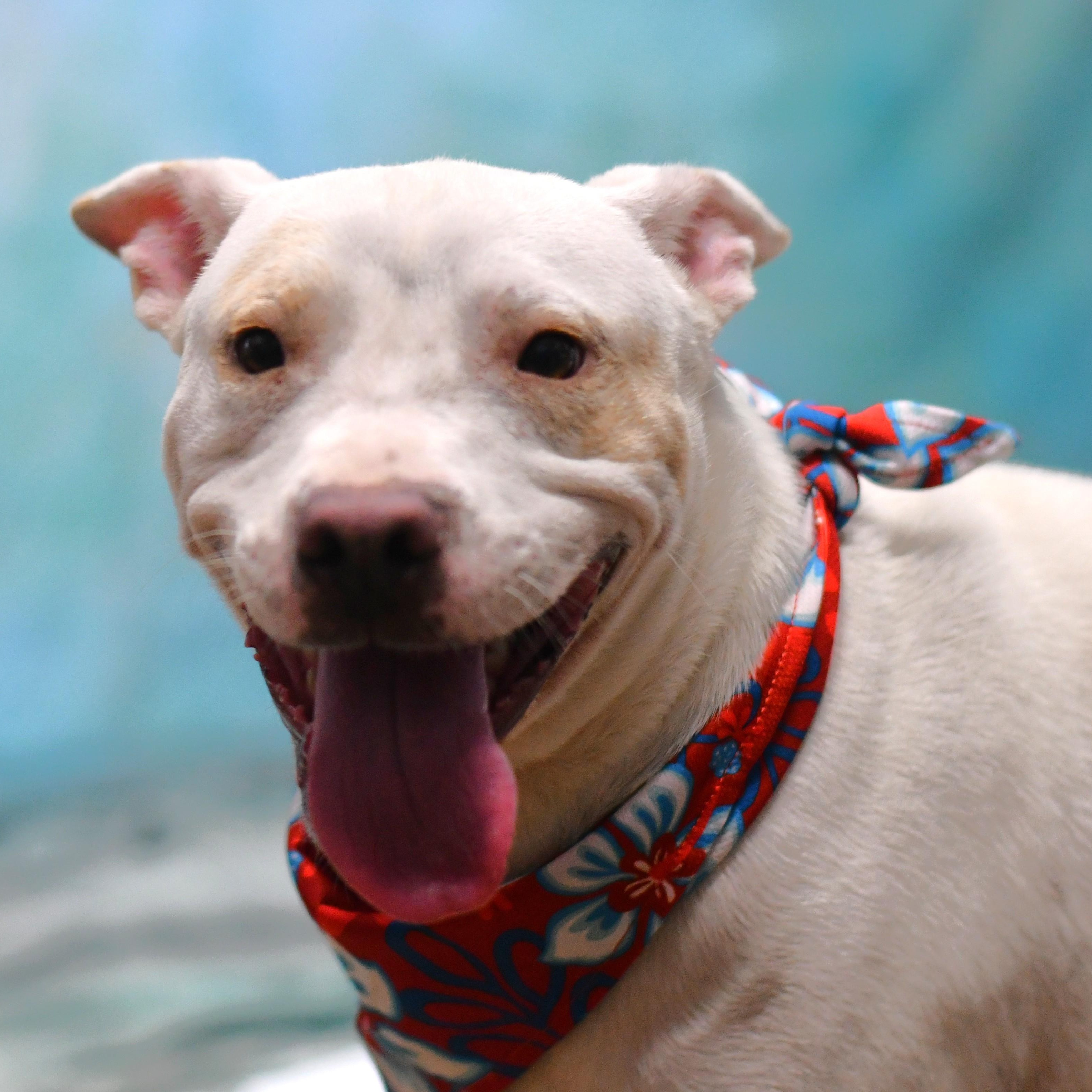 Victor, a ADOPTABLE Mixed Breed in Defuniak Springs, FL image 3/4