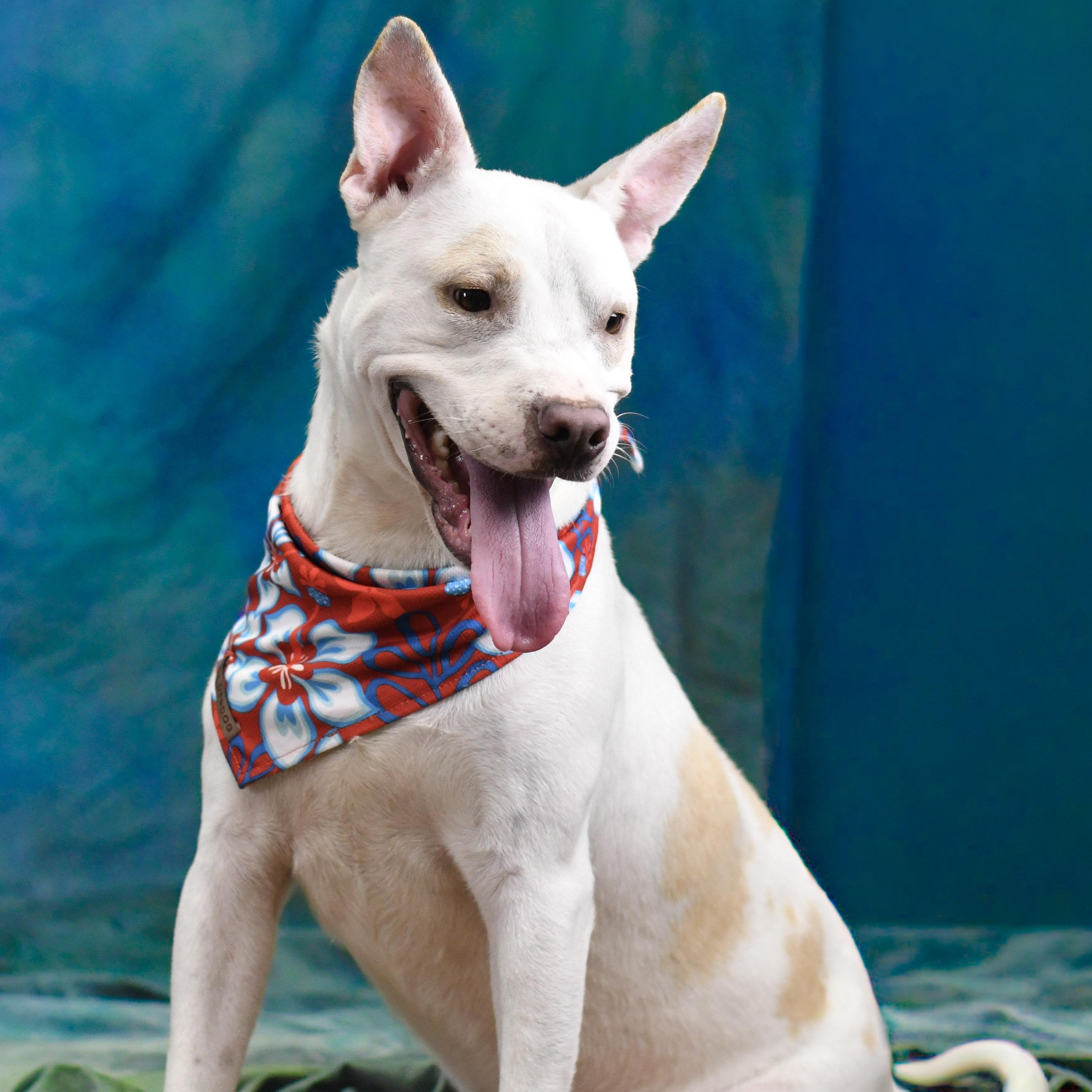 Victor, ADOPTABLE, Adult Male Mixed Breed.