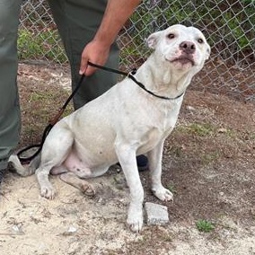 Victor, a ADOPTABLE Mixed Breed in Defuniak Springs, FL image 2/4