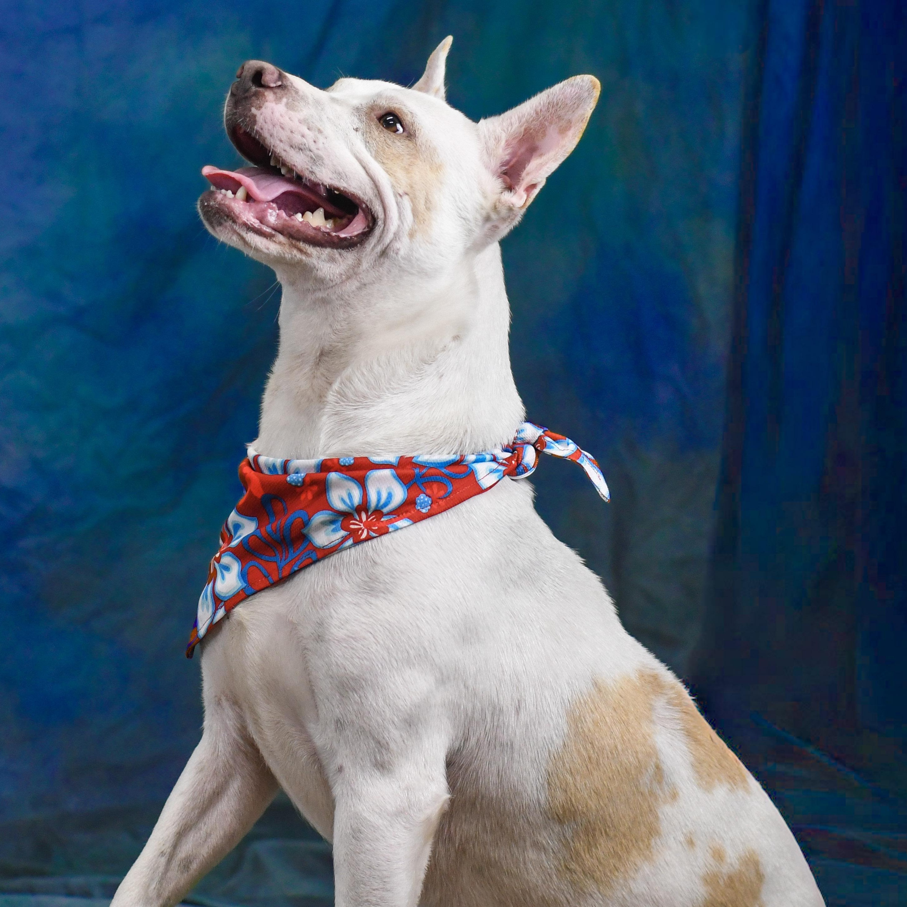 Victor, a ADOPTABLE Mixed Breed in Defuniak Springs, FL image 4/4