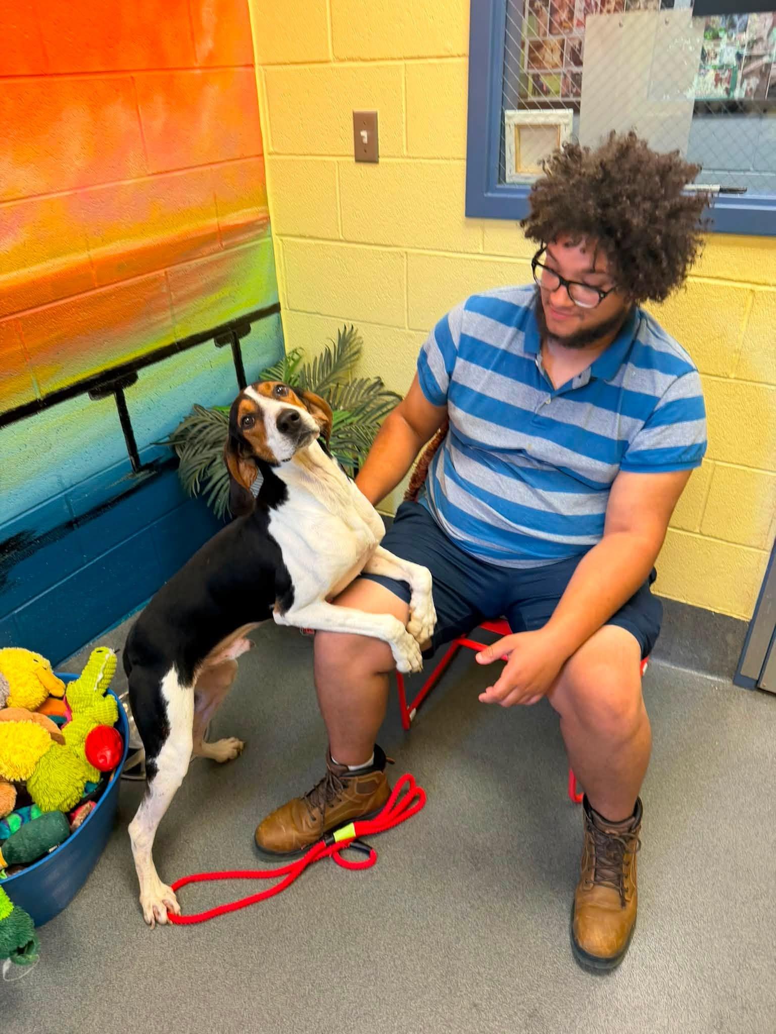 Ford, a ADOPTABLE Hound in Amherst, VA image 5/5