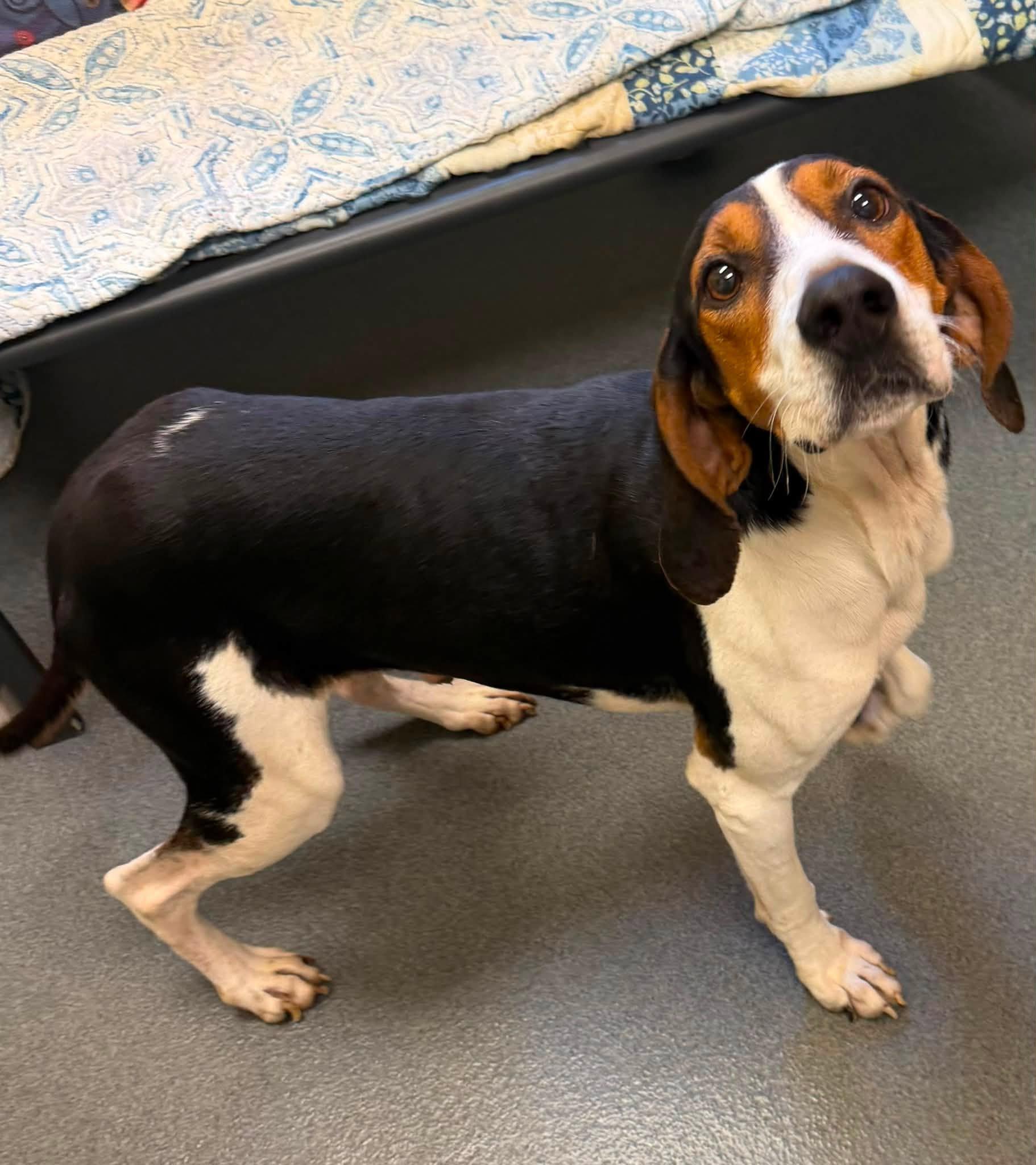 Ford, a ADOPTABLE Hound in Amherst, VA image 1/5