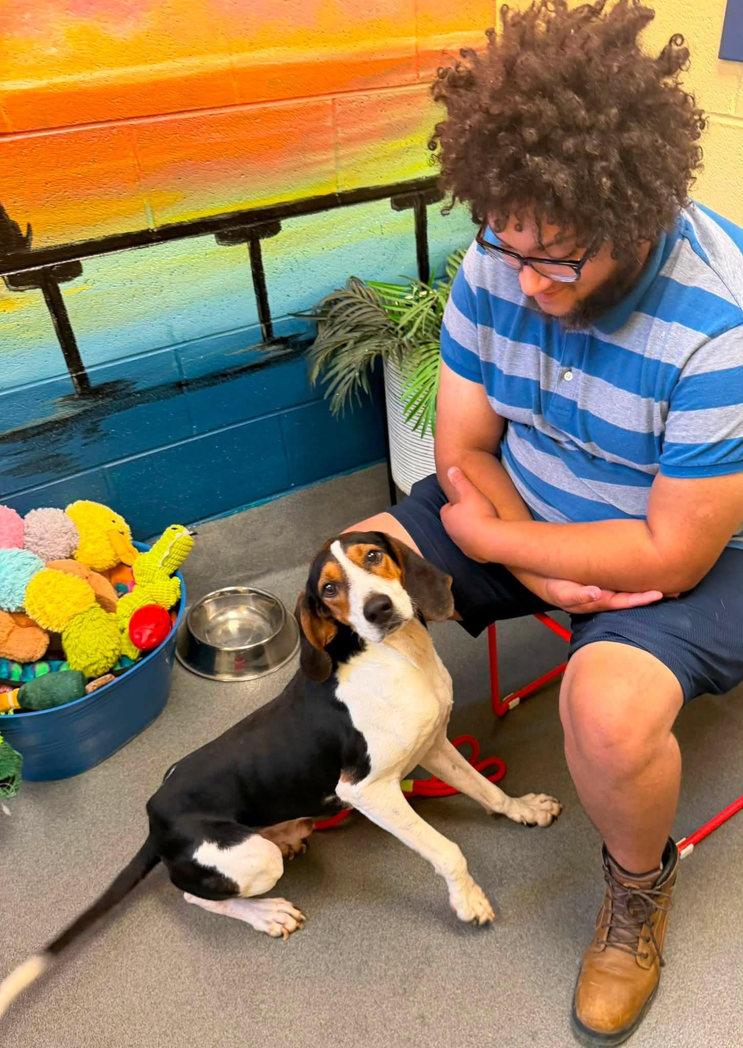Ford, a ADOPTABLE Hound in Amherst, VA image 3/5